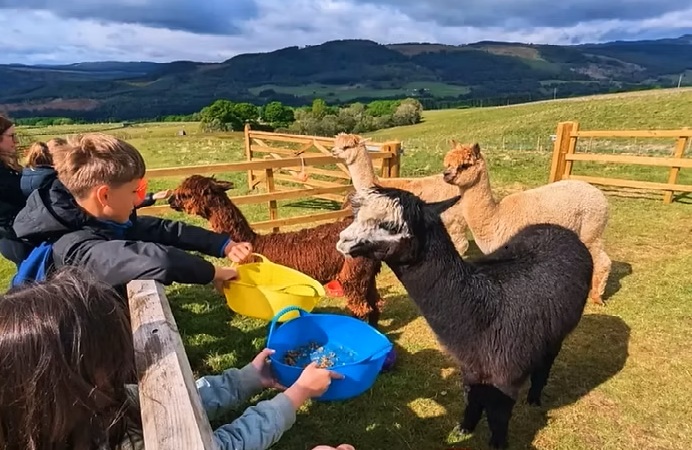 Alpaca Feeding