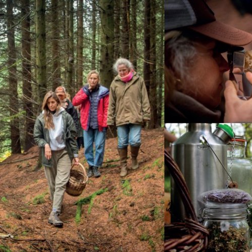 Autumn Foraging Walk event