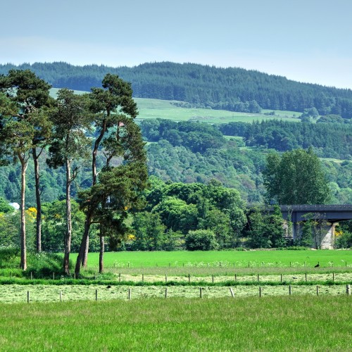 A Highland cattle at the roadside watch a tour bus drive past