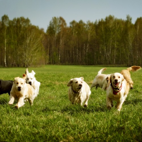 Dog Friendly Accommodation