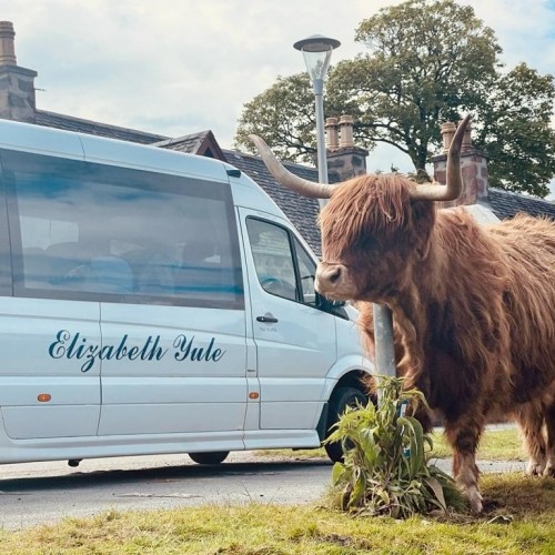 A Highland cattle at the roadside watch a tour bus drive past