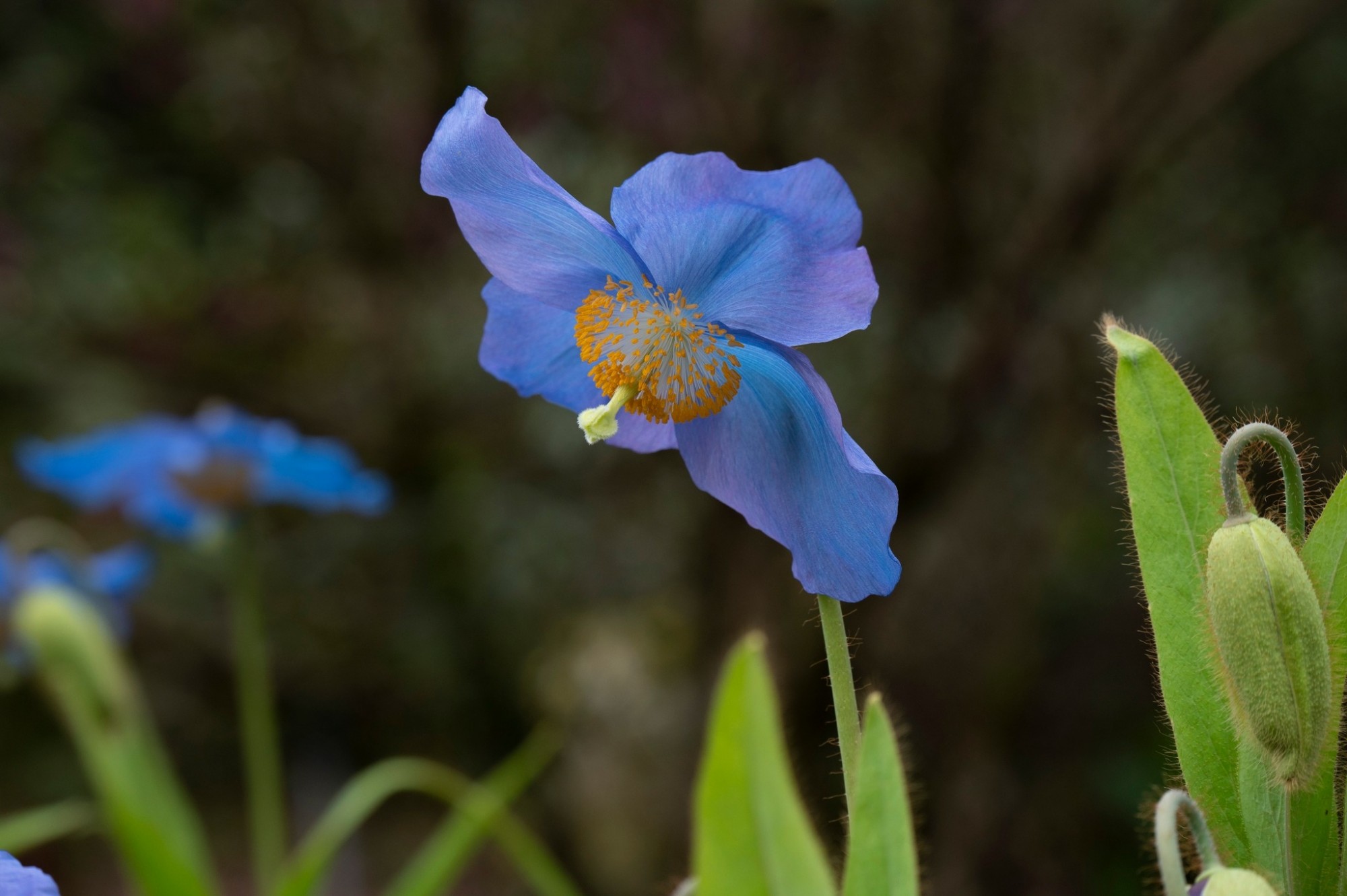 Explorers Garden